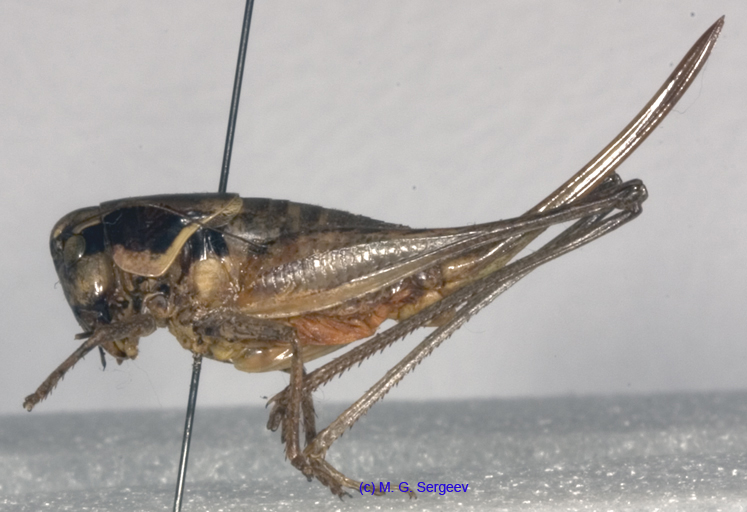 Parapholidoptera_noxia_f_1021