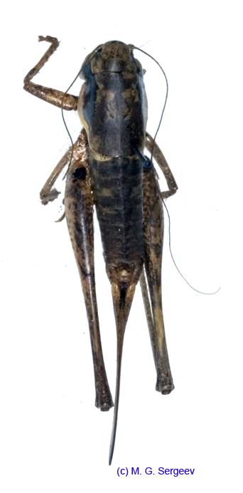 Parapholidoptera_noxia_f_1022