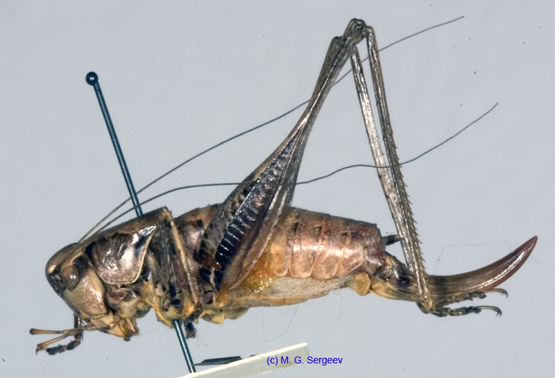 Pholidoptera_cinerea_f_1025