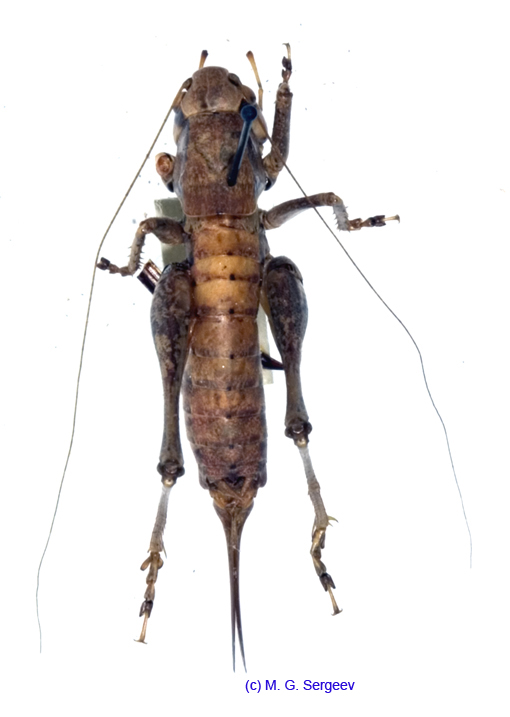 Pholidoptera_cinerea_f_1026