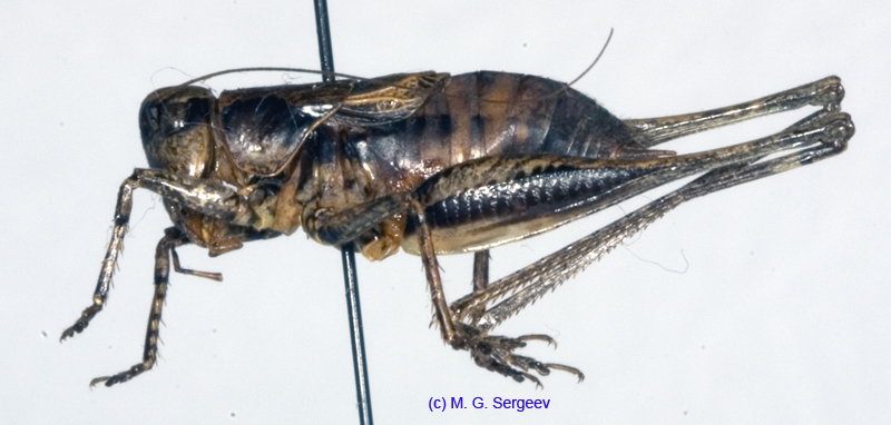 Pholidoptera_cinerea_m_1023