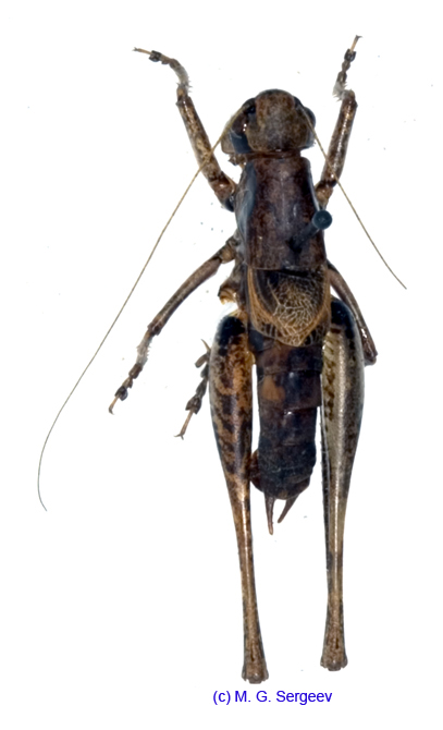 Pholidoptera_cinerea_m_1024