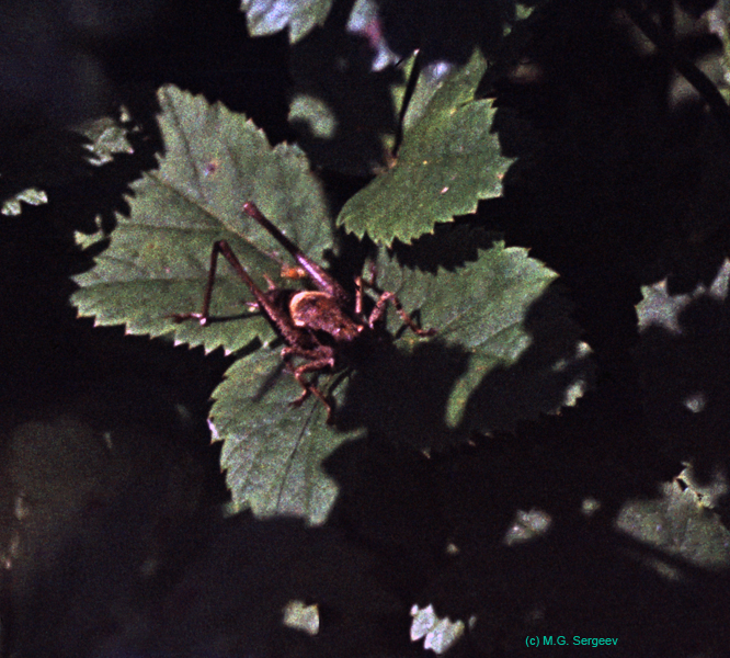 Pholidoptera_griseoaptera_m_90_01