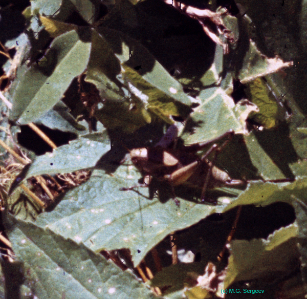 Psorodonotus_specularis_f_87_01