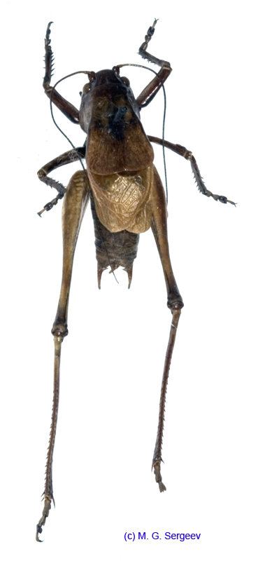 Psorodonotus_specularis_m_1028