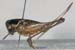 Parapholidoptera_noxia_f_1020