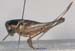 Parapholidoptera_noxia_f_1021