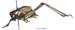 Psorodonotus_specularis_m_1027