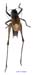 Psorodonotus_specularis_m_1028