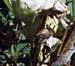 Psorodonotus_specularis_m_87_01