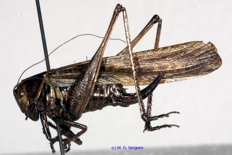 Eobiana_engelhardti_engelhardti_fm_1035
