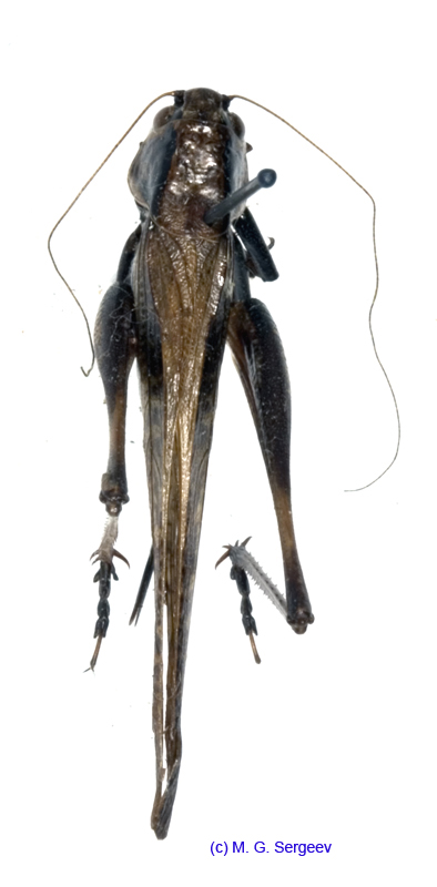 Eobiana_engelhardti_engelhardti_fm_1036