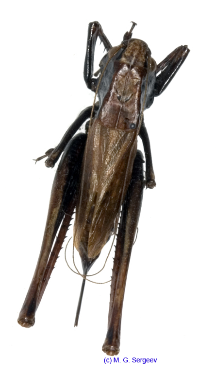 Eobiana_japonica_f_1044