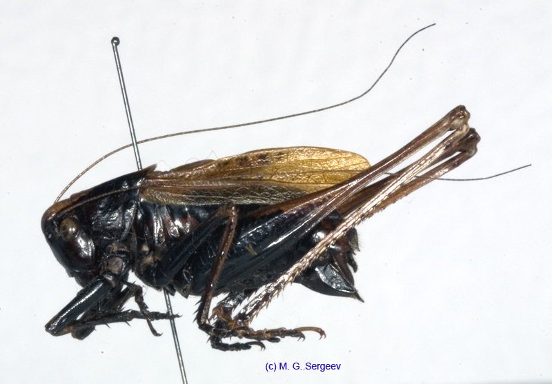 Eobiana_japonica_m_1041