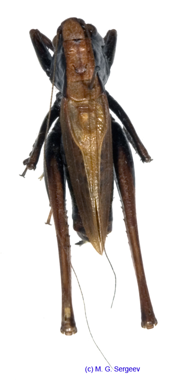 Eobiana_japonica_m_1042