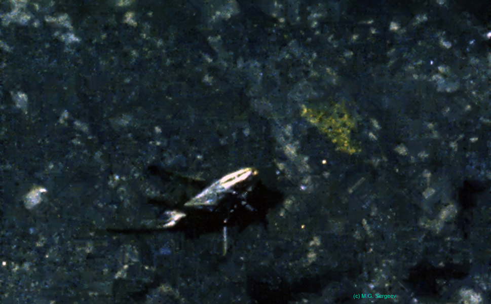 Metrioptera_brachyptera_f_cf92_01
