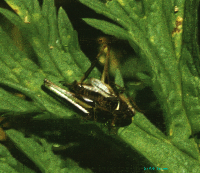 Metrioptera_brachyptera_m_88_01