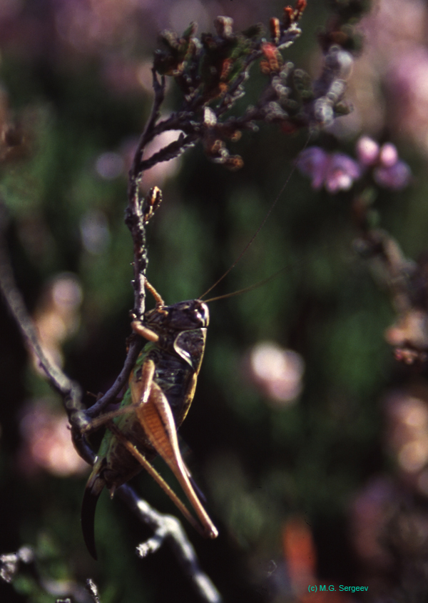 Metrioptera_saussureiana_f_01_02