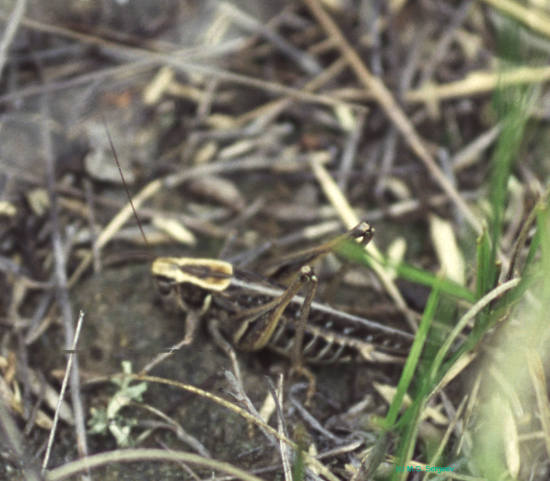 Montana_eversmanni_f_01_01