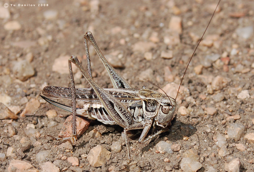 Montana_eversmanni_f_2008_Danilov