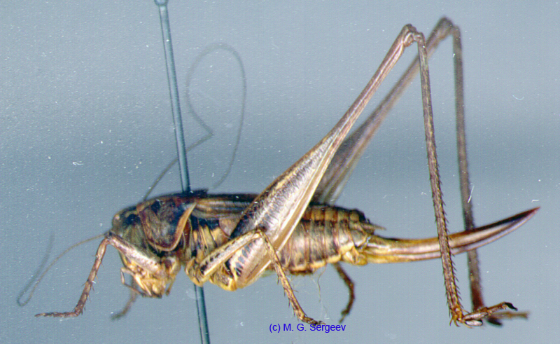 Montana_striata_f_01