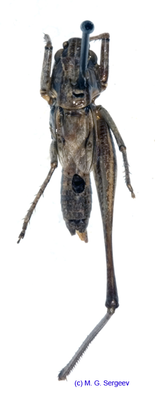 Montana_striata_m_1052