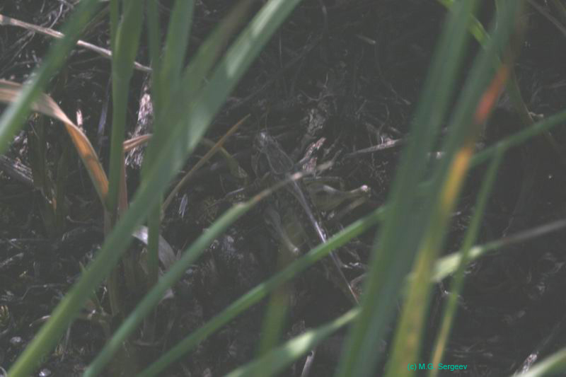 Platycleis_intermedia_cff_04_206