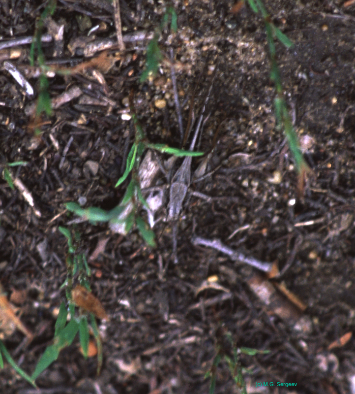 Platycleis_intermedia_f_02_01