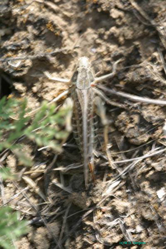 Platycleis_intermedia_f_04_211
