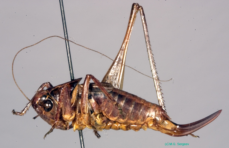 Pravdiniana_mira_f_0887