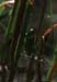 Bicolorana_bicolor_m_02_01