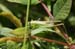Bicolorana_bicolor_m_04_246