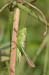 Bicolorana_bicolor_m_04_251