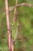 Bicolorana_bicolor_m_04_252