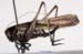 Eobiana_engelhardti_engelhardti_fm_1035