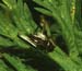 Metrioptera_brachyptera_m_88_01