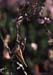 Metrioptera_saussureiana_f_01_02