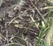 Montana_eversmanni_f_01_01