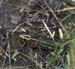 Montana_eversmanni_f_01_02