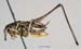 Montana_striata_m_1051