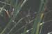 Platycleis_intermedia_cff_04_206