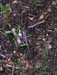 Platycleis_intermedia_f_002