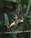 Platycleis_intermedia_f_01_01