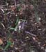Platycleis_intermedia_f_02_01