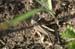 Platycleis_intermedia_f_04_208