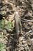 Platycleis_intermedia_f_04_211