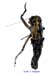 Platycleis_pamirica_m_1060