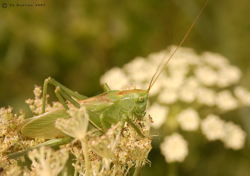 Tettigonia_cantans_f_2007_Danilov