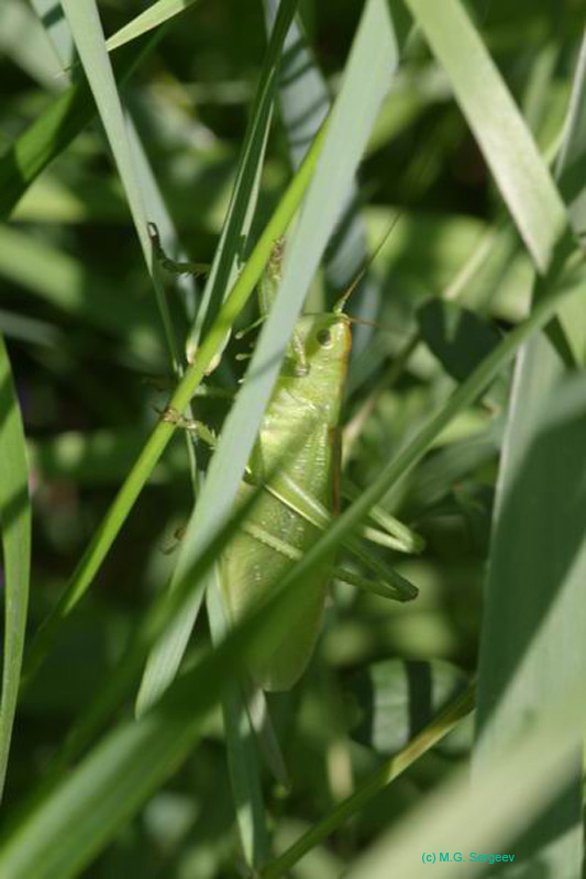 Tettigonia_cantans_m_04_264