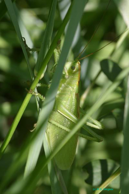 Tettigonia_cantans_m_04_265